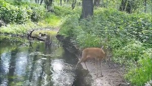 Воронежский заповедник