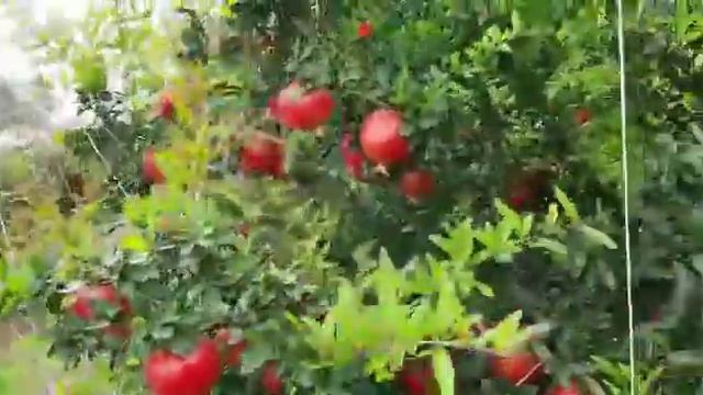 Индийский гранат из лучших плантаций +79284244490 смотреть онлайн