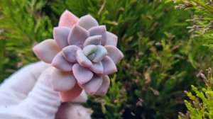 Echeveria Amor Fati