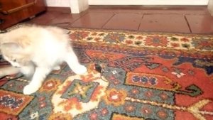 Разбитной двухмесячный котёнок ест мышь! (12+)