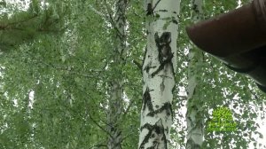 Вредители растений  Березовый заболонник