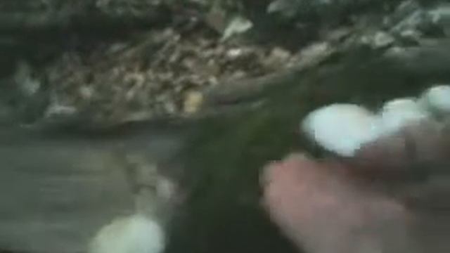 Загадочные грибы с Чатырдага (холодец) смотреть онлайн