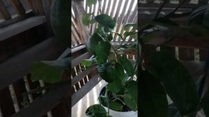 Лимон пандероза гибрид лимона и цитрона