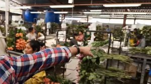 На Эквадорской ?? плантации роз - Agrinag