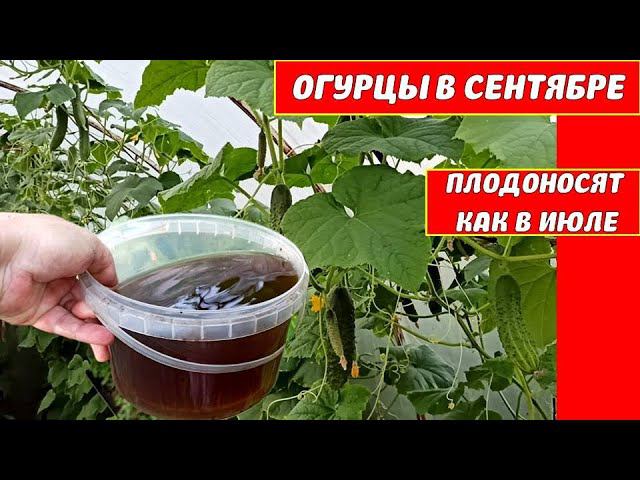 ПОСЛЕ ЭТОЙ ПОДКОРМКИ ОГУРЦОВ, УРОЖАЙ УВЕЛИЧИЛСЯ В 3 РАЗА! УДОБРЯЮ ОГУРЦЫ ОСЕНЬЮ ГУМАТ+ЭПИН