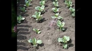 посев семян ранункулюса seeding ranunkulyusa