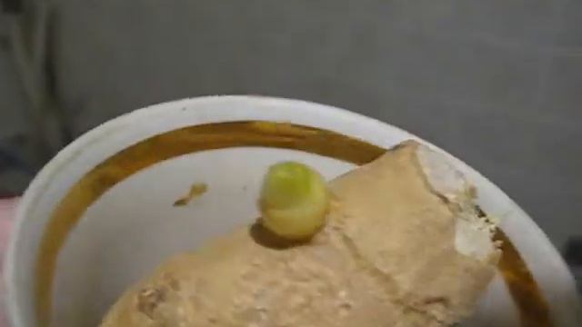 имбирь с таврии В пророс случайно  посадила в горшок 220822 смотреть онлайн