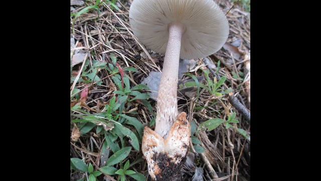 Amanita umbrinolutea