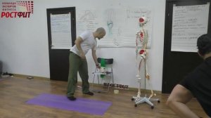 Стретчинг мышц задней поверхности бедра