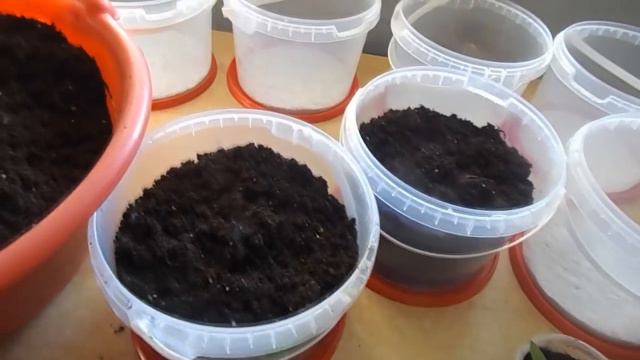 Пикировка перцев смотреть онлайн