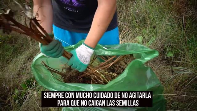 Eliminacion de plantas invasoras (Onagra) en la playa de Oriñón смотреть онлайн
