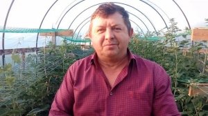 Малина Зюгана: первая ягода