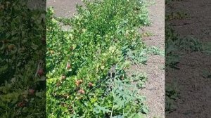 Крыжовник Неслуховский самый ранний.