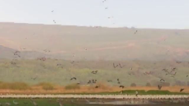 ЛЕТЯТ ПЕРЕЛЁТНЫЕ ПТИЦЫ смотреть онлайн