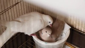 Egyptian turtledove male is singing. Смеющаяся горлица самец поёт
