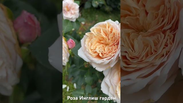 Роза Инглиш Гарден/ rose English garden #розарий #садоводство #цветы #розы #roses #растения