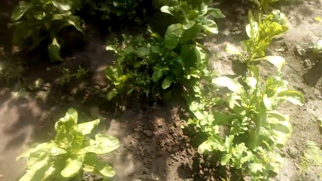 Обзор огорода. Что может быть вкуснее только что сорванного огурца?Правильно, помидор! Любовь сердц смотреть онлайн