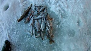 Рыбачил под мостом реки Сеполька