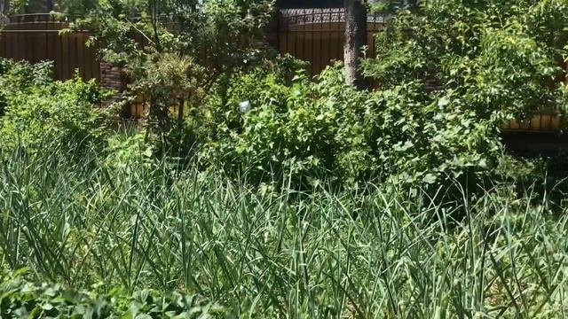 ДРОЗДЫ В ОГОРОДЕ // ЛАЙФХАК ПО ИЗБАВЛЕНИЮ ДРОЗДОВ смотреть онлайн