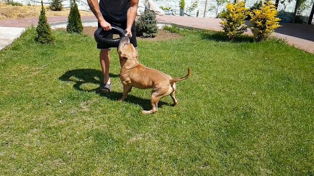 Евпатория американский булли Макс смотреть онлайн