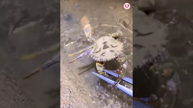 Catching Seafood ?? Deep Sea Octopus (Catch Crab, Catch Fish) - Tik Tok #127