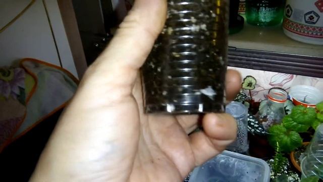 ТРАДЕСКАНЦИЯ ЗЕБРИНА. Размножение с корнями и без!!! смотреть онлайн