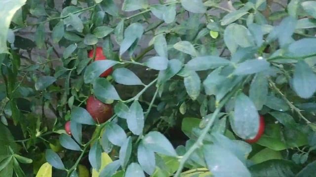 Кровавый австралийский лайм смотреть онлайн