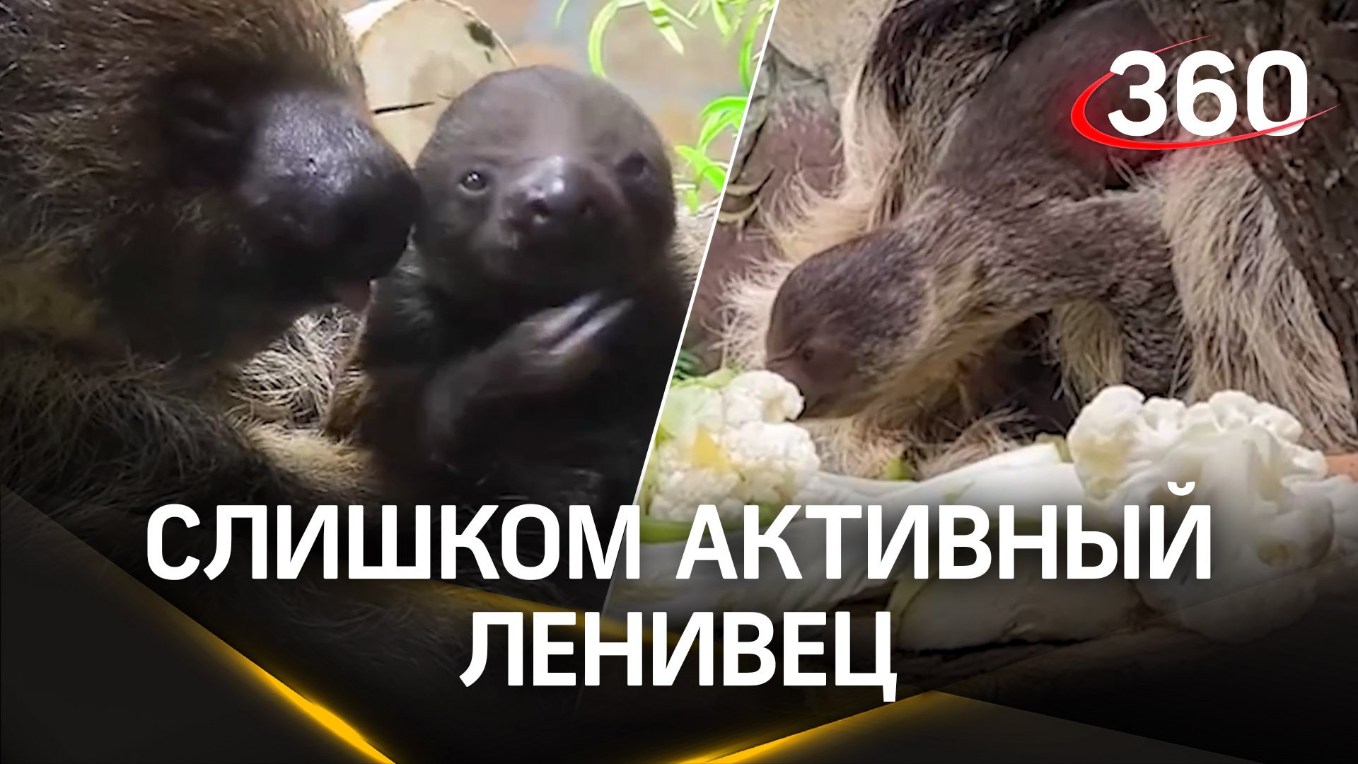 Детеныш ленивца не дает лениться маме: в Ленинградском зоопарке пополнение!