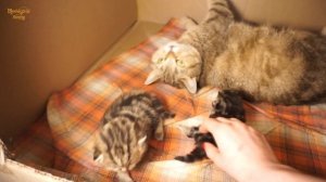 ? Как кормить котенка из шприца и бутылочки?