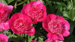 #пион #пионы #Anemoneflora