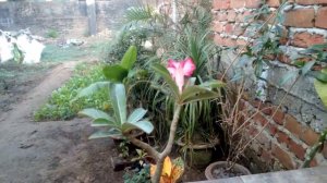 adenium flower flowering so good nice color