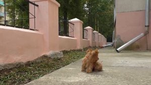 Русская Салонная собака. Мальчик. 4 месяца.