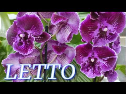 №287/ ОГРОМНАЯ поставка свежайших орхидей к ДНЮ УЧИТЕЛЯ в сц LETTO