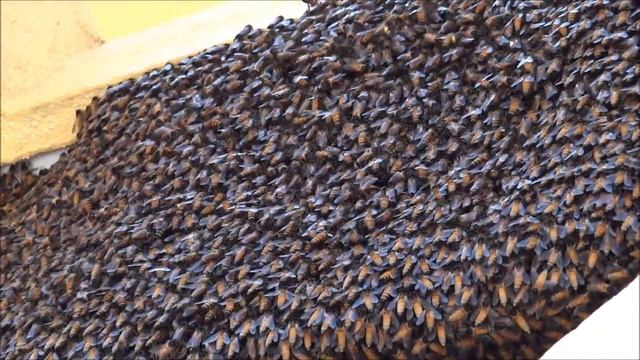 Пчелиный рой диких индийских пчел смотреть онлайн