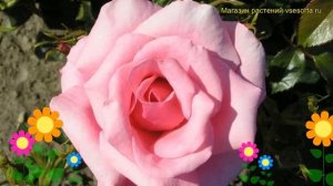 Роза флорибунда Джек Вуд. Краткий обзор, описание характеристик, где купить саженцы Jack Wood