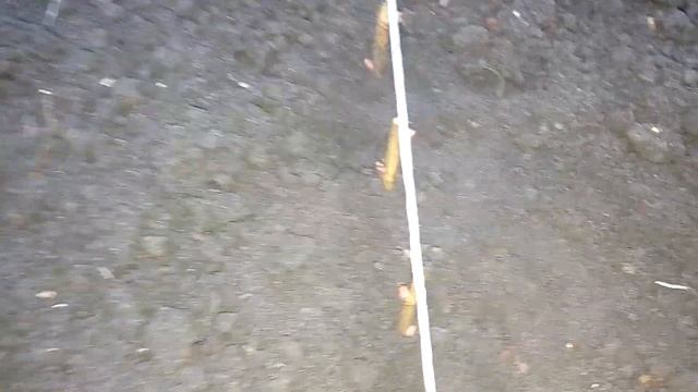 Размножение чёрной смородины черенками смотреть онлайн