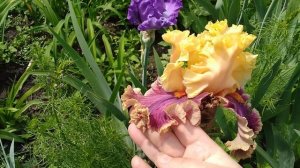 ИРИСЫ ИЗ САДА ВОРОШИЛОВОЙ А. Б! МОИ СУПЕР КРАСИВЫЕ НОВИНКИ!28 ШИКАРНЫХ ИРИСОВ В ОДНОМ РОЛИКЕ!