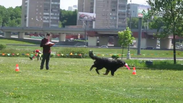Бадалова Наталия бернский зенненхунд Афёра смотреть онлайн