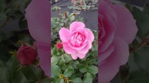 Роза Дебора(Deborah). Начало цветения. Сентябрь 2023 г.