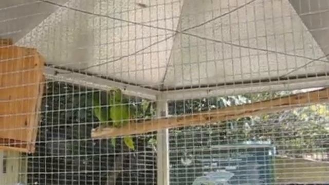 Говорящие попугаи, Мадейра смотреть онлайн