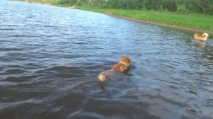 Карело -финская лайка и вода.