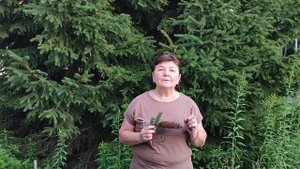 Знакомство с деревом-ель.