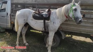 Чечня Рынок Лошадей Курчалой. Туман
