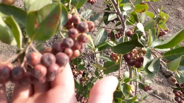 Арония смотреть онлайн