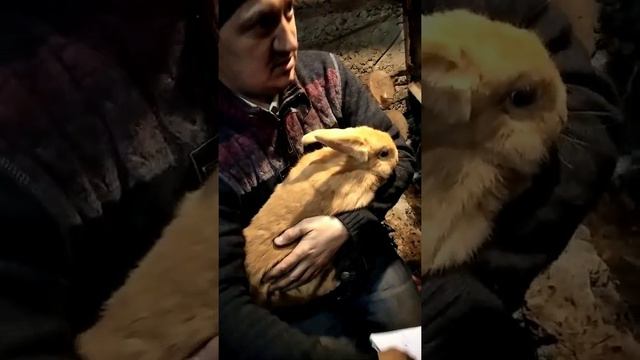 10/ Куда деть кролика? смотреть онлайн