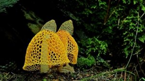 Необычные и удивительные грибы