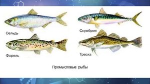 Биология 7 кл Пасечник §50 Приспособления рыб к условиям обитания. Значение рыб