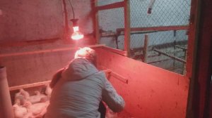 сколько весить бройлер в 35 дней
