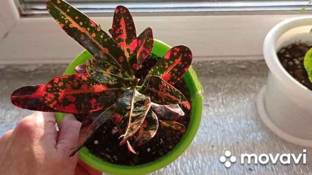 Комнатные цветы/растения.Обзор комнатных цветов на восточном окне.