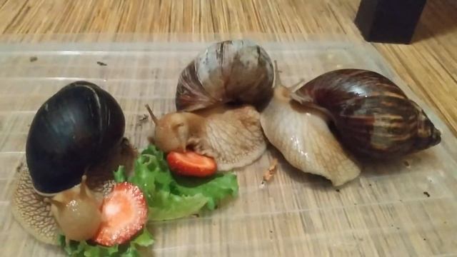 Ахатина иммакулята смотреть онлайн